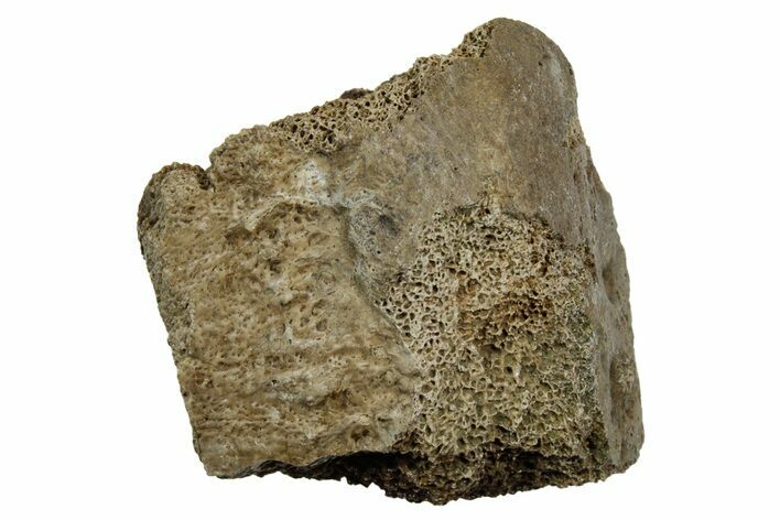 Fossil Tyrannosaur (T rex) Vertebra Section - Wyoming #350445